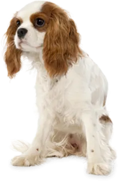 a small white and brown dog sitting on a white surface