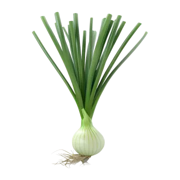a bunch of onions on a white background
