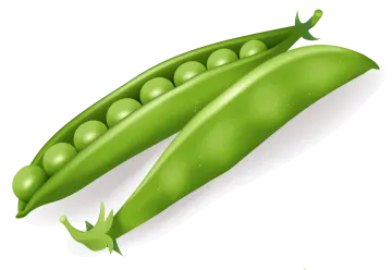 two peas on a white background