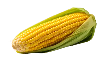 a corn on a white background