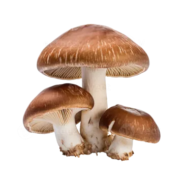 a group of mushrooms on a white background