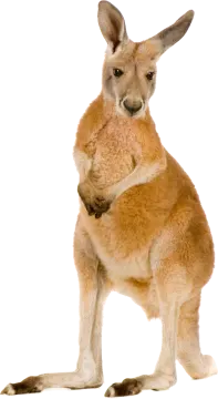 a small kangaroo standing on its hinds