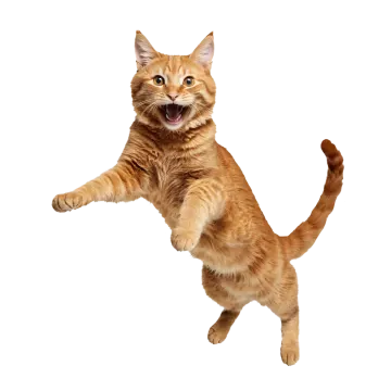 a cat is jumping up in the air