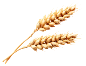 two ears of wheat on white background