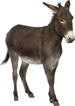 a donkey standing in front of a white background