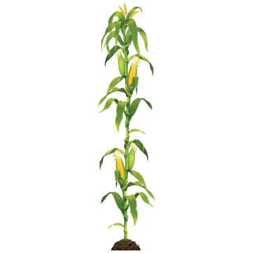 a plant that is growing out of the ground