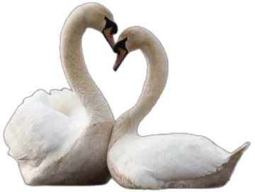 two swans making a heart shape