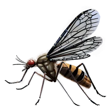 a black and white insect on a white background