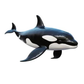 a black and white killer whale in the ocean