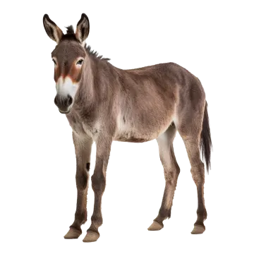 a donkey standing in front of a white background