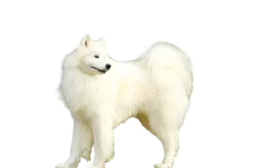 a small white dog standing on a white surface