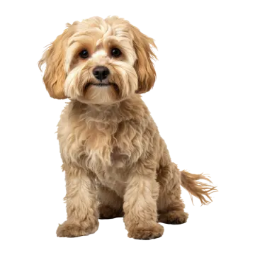 a small dog sitting down on a white background