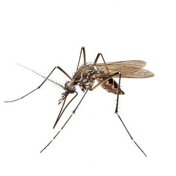 a mosquito on a white background