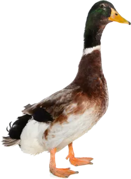 a duck standing on a white surface