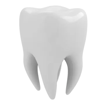 a tooth on a white background