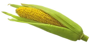 an ear of corn on a white background