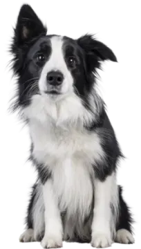 a black and white dog sitting down on a white background
