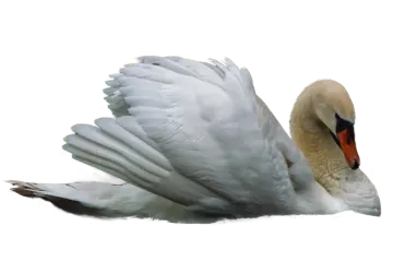 a white swan with its wings spread out