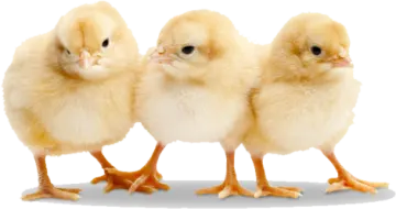 two small chickens standing next to each other chicks
