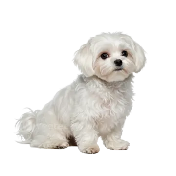 a small white dog sitting down on a white background