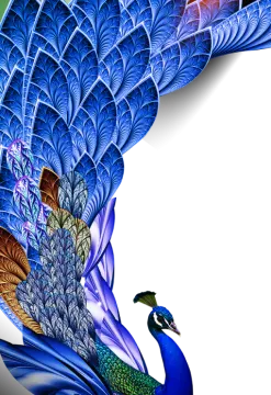 a peacock is standing in front of a white background