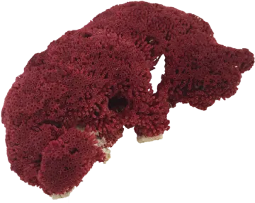 a piece of red coral on a white background