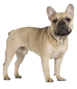 a small dog standing on a white background
