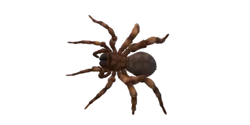 a brown spider on a white background