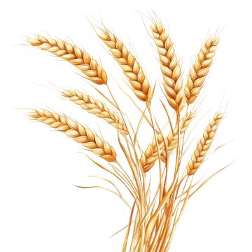 a bunch of wheat on a white background