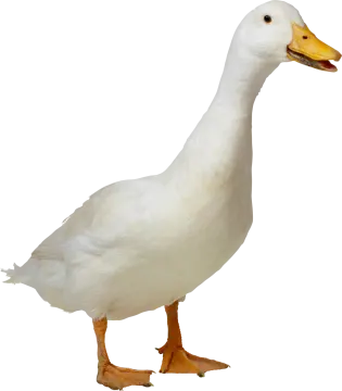 a white duck standing on its hinds