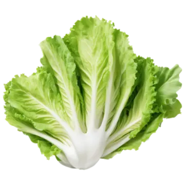 a lete leaf on a white background