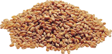 a pile of nuts
