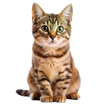 a small kitten with green eyes sitting on a white background