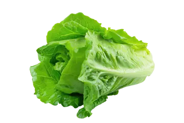a head of lete on a white background