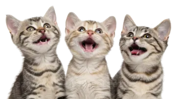 three kittens looking up at the camera