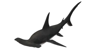 a blacktipd shark swimming in the ocean