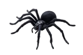 a black tara spider on a white background