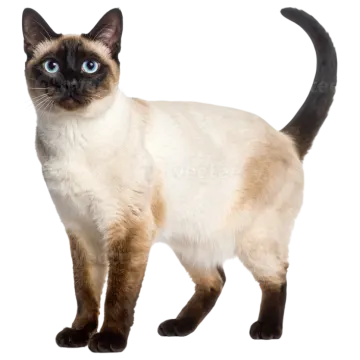 a siam cat standing on a white background
