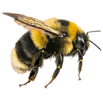 a bum on a white background