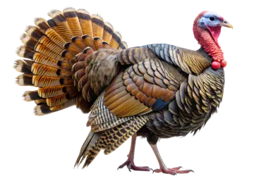 a close up of a turkey on a white background