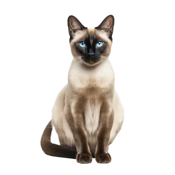 a siam cat with blue eyes sitting down
