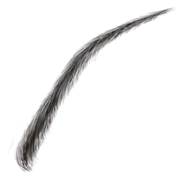 a drawing of a feather on a white background