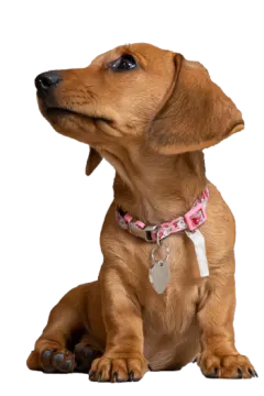 a brown dog with a pink collar sitting down