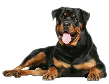 a large black and brown dog laying down