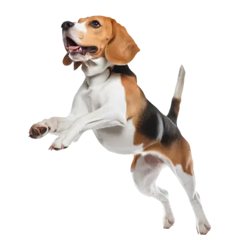 a dog jumping up in the air