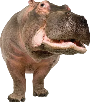 a hippo is standing in front of a white background
