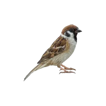 a bird sitting on top of a white surface