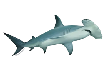 a drawing of a shark with its mouth open
