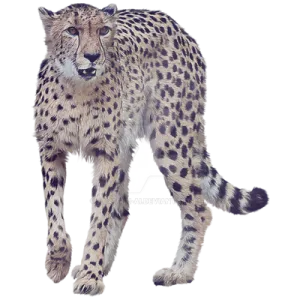 a snow leopard on white background