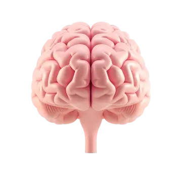 the human brain on a white background